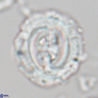 Toweius eminens 22129