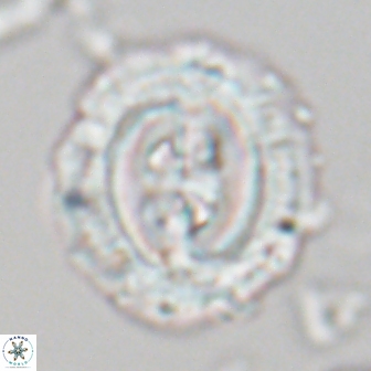 Toweius eminens 22129