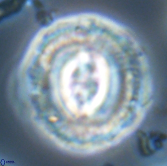 Toweius eminens 22130