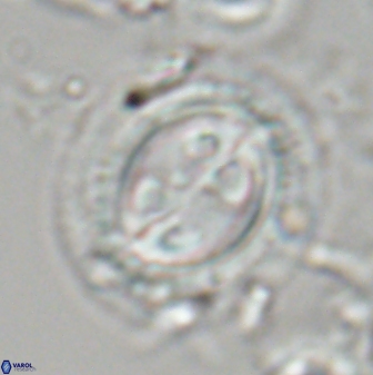 Toweius eminens 23409