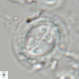 Toweius eminens 23409