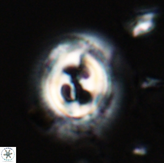 Toweius eminens 23230