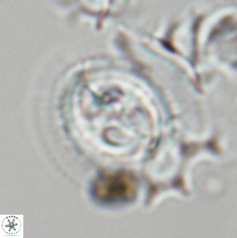 Toweius eminens 23234