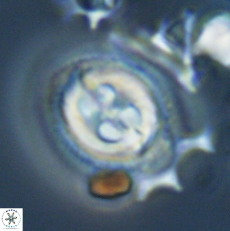 Toweius eminens 23235