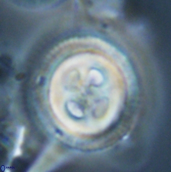 Toweius eminens 23243