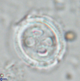 Toweius eminens 24717
