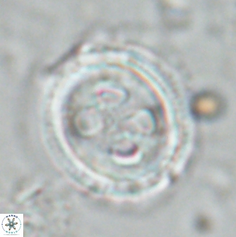Toweius eminens 24717