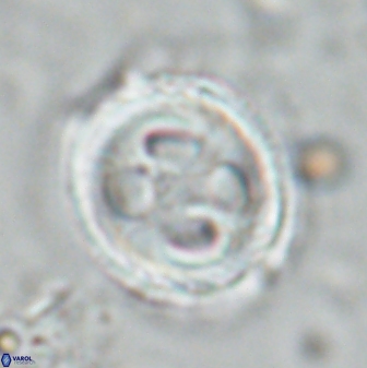 Toweius eminens 24718