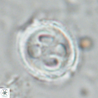 Toweius eminens 24718