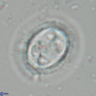 Toweius eminens 24799