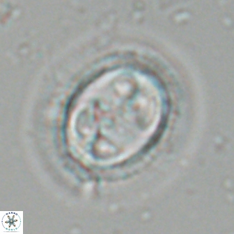 Toweius eminens 24799