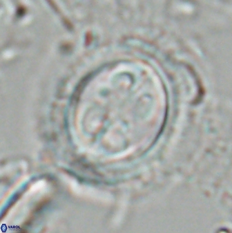 Toweius eminens 24814