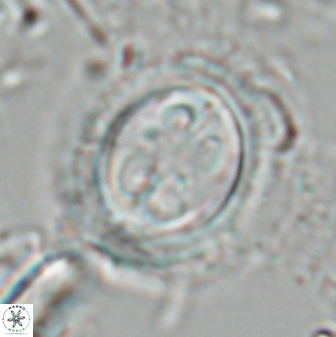 Toweius eminens 24814
