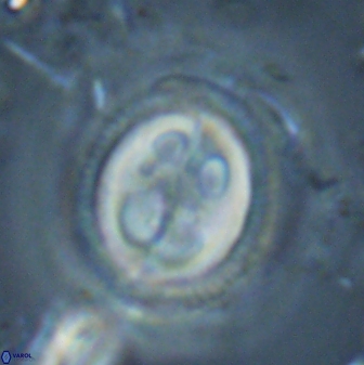 Toweius eminens 24816