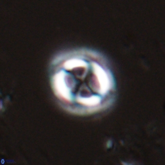 Toweius eminens 25179