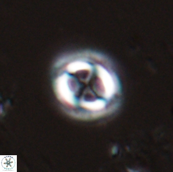 Toweius eminens 25179