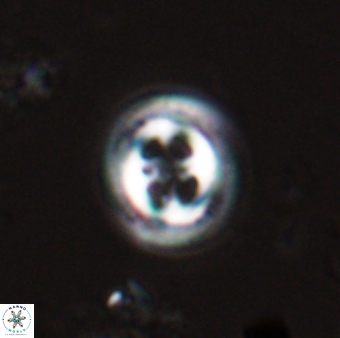 Toweius eminens 25183