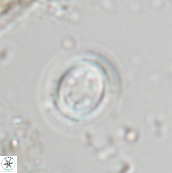 Toweius eminens 25185