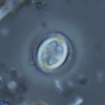 Toweius eminens 25186