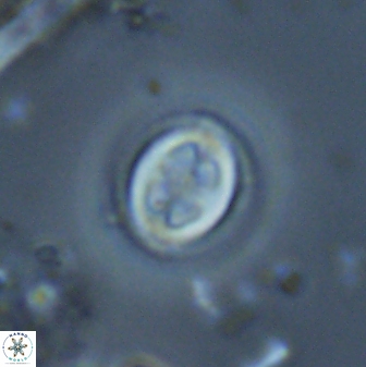 Toweius eminens 25186