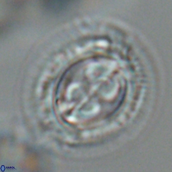Toweius eminens 25275