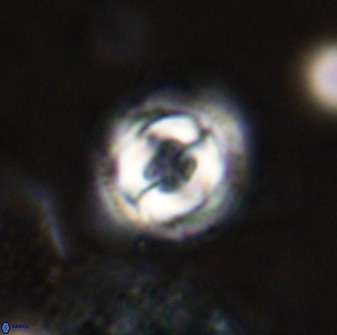 Toweius eminens 49583