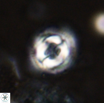 Toweius eminens 49583