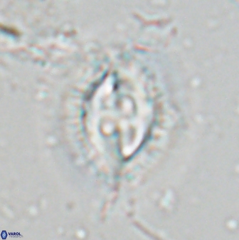 Toweius fusiformis 24841