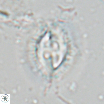 Toweius fusiformis 24841