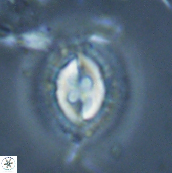 Toweius fusiformis 24843