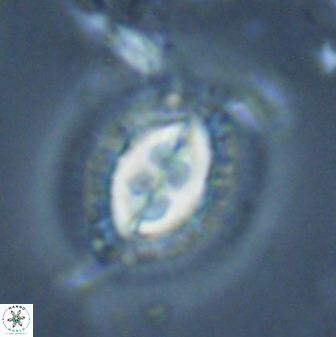 Toweius fusiformis 24844
