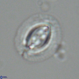 Toweius fusiformis 25294