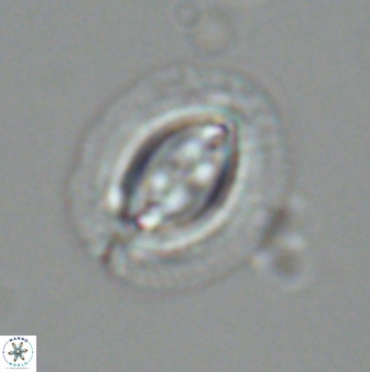 Toweius fusiformis 25294