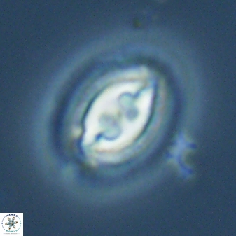 Toweius fusiformis 25296
