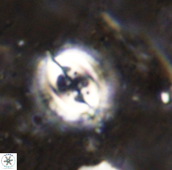 Toweius fusiformis 49620