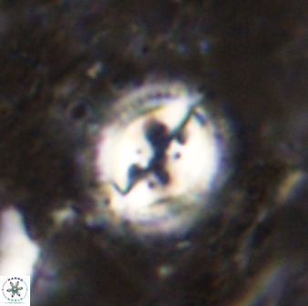 Toweius fusiformis 49621