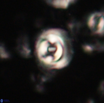 Toweius gephyra 59792