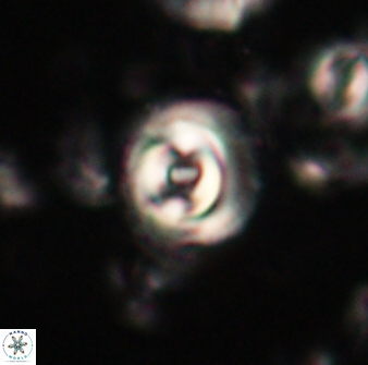 Toweius gephyra 59792