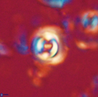 Toweius gephyra 59793