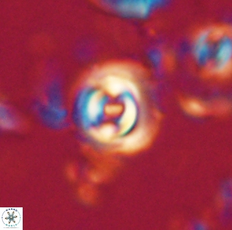 Toweius gephyra 59793