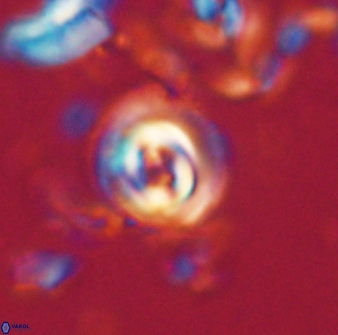 Toweius gephyra 59794