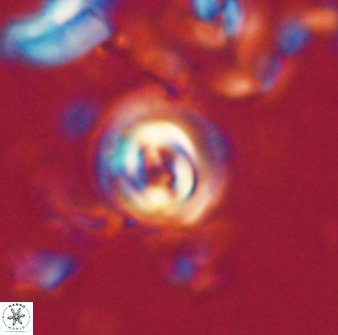 Toweius gephyra 59794