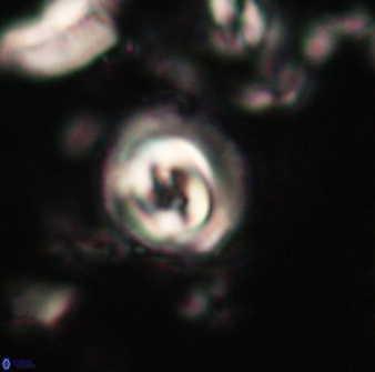 Toweius gephyra 59795