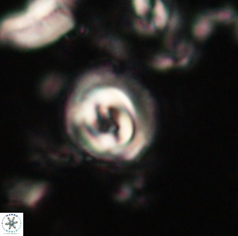 Toweius gephyra 59795