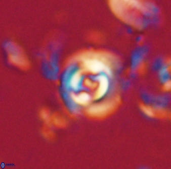 Toweius gephyra 59798