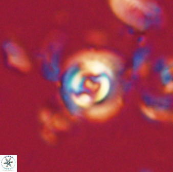 Toweius gephyra 59798