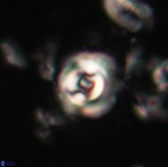 Toweius gephyra 59799