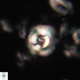 Toweius gephyra 59799