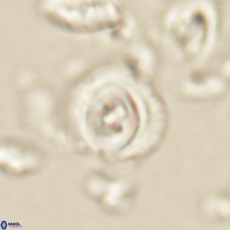 Toweius gephyra 59800