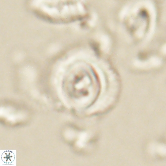 Toweius gephyra 59800
